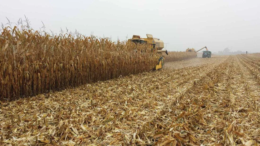 Uprawa pasowa kukurydzy - obniż koszty i zwiększ plon Kukurydza w technologii strip-till — rozwój rośliny na polu