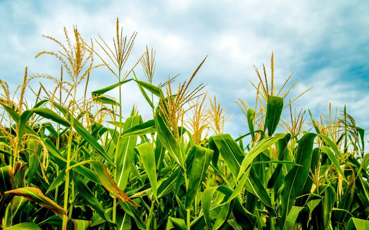 Jak siew rzepaku i kukurydzy technologią strip till obniża koszty? Jak siew rzepaku i kukurydzy technologią strip till obniża koszty?