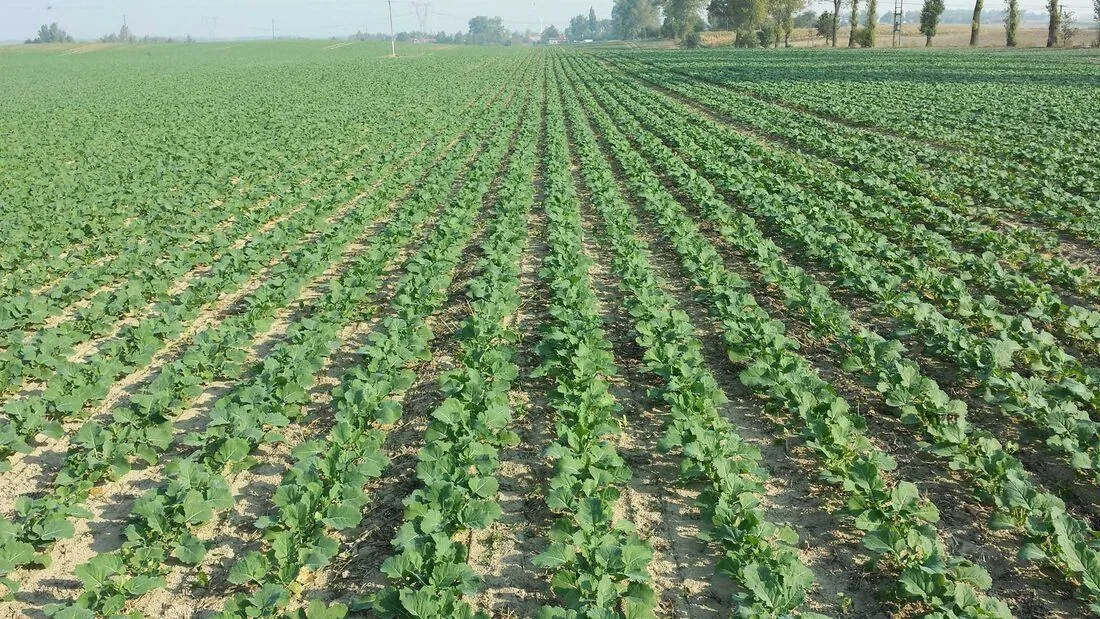 Uprawa pasowa rzepaku - oszczędzaj paliwo i zwiększ plony Plantacja rzepaku ozimego w technologii uprawy pasowej