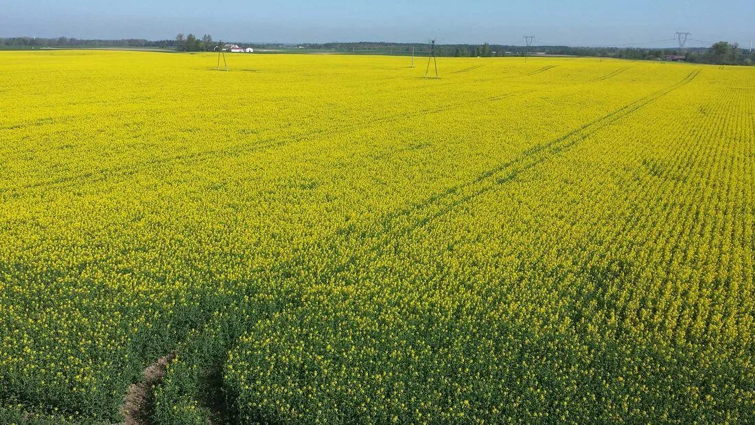 Uprawa pasowa rzepaku - oszczędzaj paliwo i zwiększ plony Rzepak ozimy — plantacja strip-till