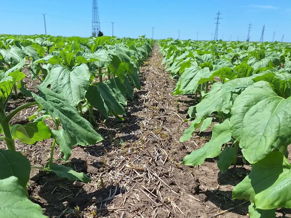 Uprawa pasowa słonecznika Równe rzędy młodego słonecznika na polu prowadzonym w technologii strip-till.