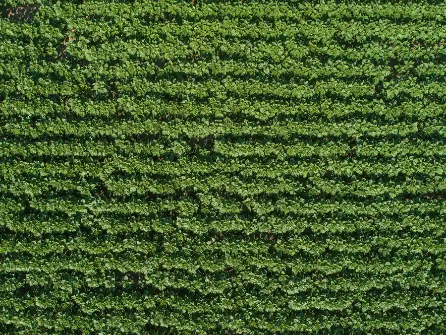 Uprawa pasowa słonecznika Młody łan słonecznika widziany z góry, z roślinami rosnącymi w równych rzędach strip-till.
