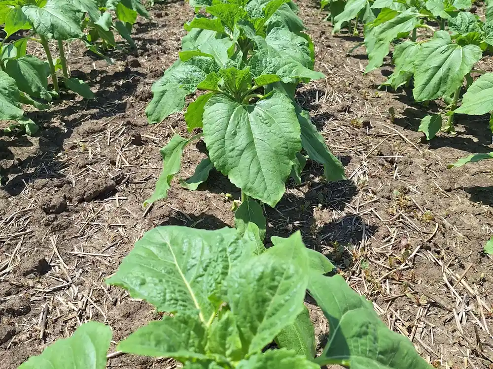 Uprawa pasowa słonecznika Młoda roślina słonecznika rosnąca w przygotowanym pasie strip-till na polu.