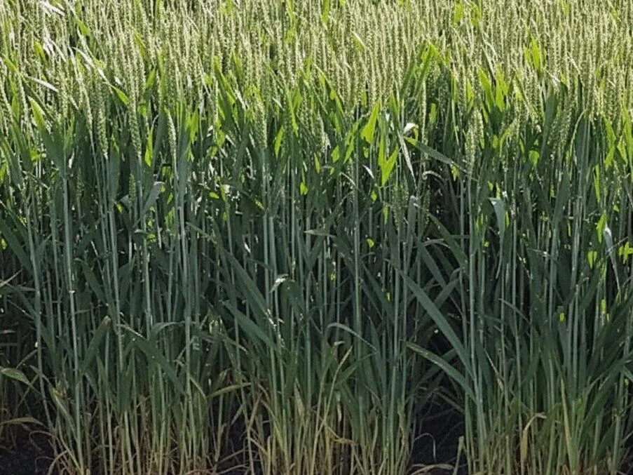 Uprawa pasowa zbóż - oszczędzaj do 50% paliwa i zwiększaj plony Wysokie zboże przy krawędzi pola strip-till